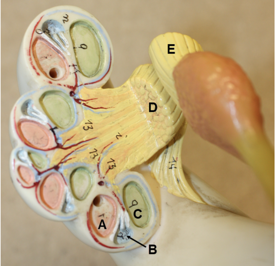 <p><span><span>In the image above, identify spaces A-C, and structures D and E.&nbsp; For F, name the structure that consists of D and E together.</span></span></p>