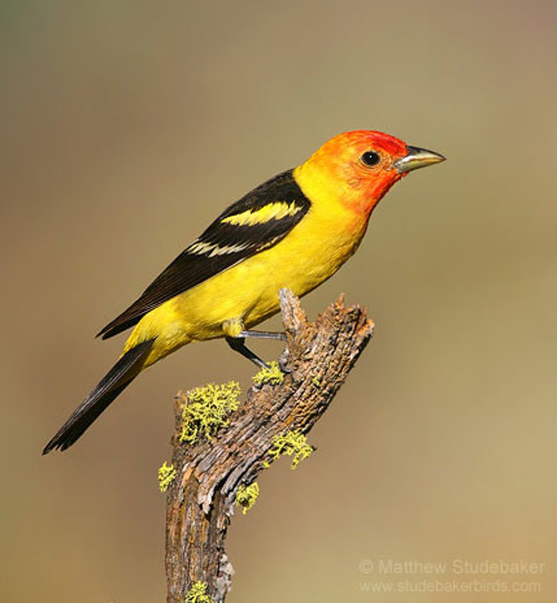 <p>Western Tanager</p>