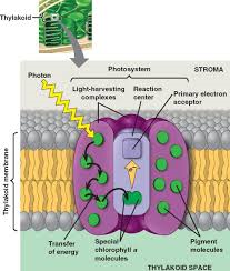 in the thylakoid membranes of chloroplasts, a cluster of chlorophyll and other pigment molecules that harvest light energy for the light reactions of photosynthesis