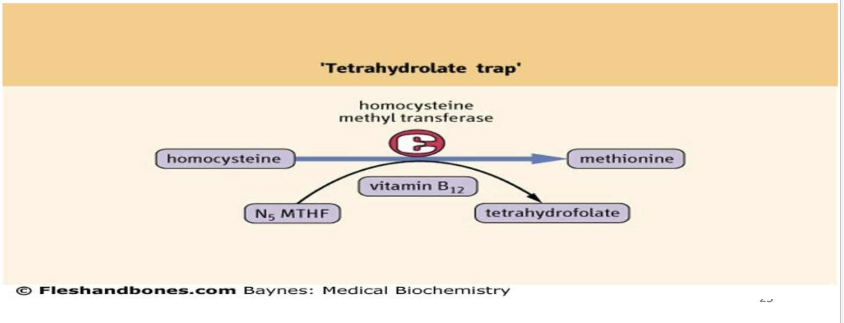 <ul><li><p><span>Megaloblastic anemia.</span></p></li><li><p><span>Measurement of blood folate and vitamin B12 determines the cause.</span></p></li></ul><p></p>