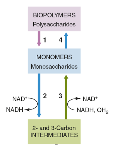 <p>in this figure, which number represents glycolysis?</p>