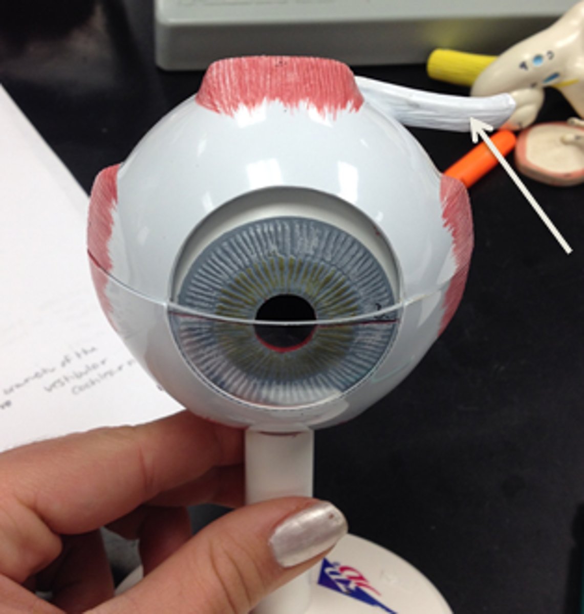 knowt flashcard image