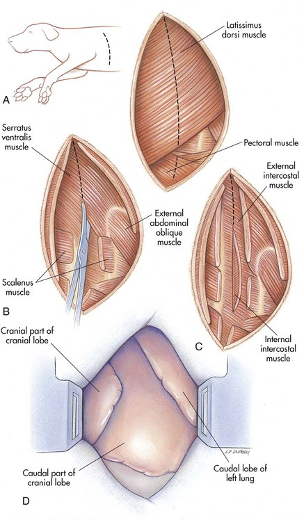 Latissimus dorsi, serratus ventralis, scalenus, external and internal intercostal muscles