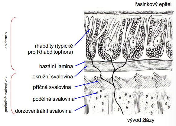 <p> mezodermální původ </p><p> jen málo specializovaných svalů: </p><p> dobře vyvinutá je pouze svalovina vychlípitelného hltanu (u volně žijících) a svalovina přísavek (u parazitických druhů)</p>