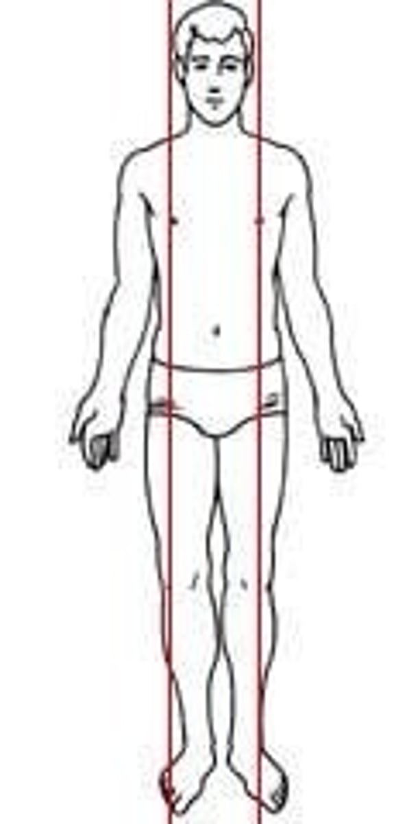 <p>divides the body into unequal left and right halves</p>