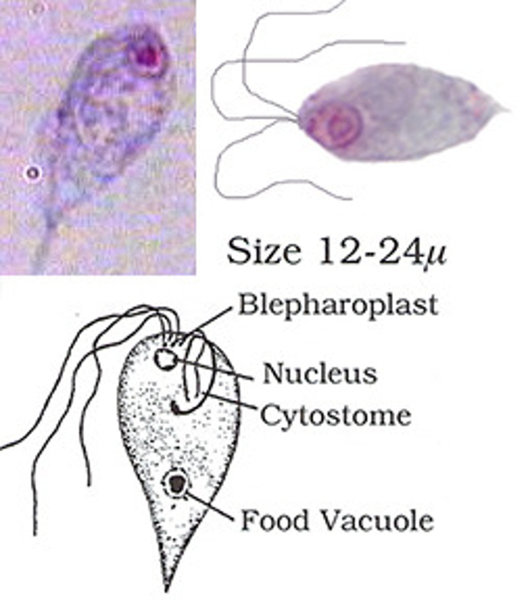 <p>*4 anterior flagella<br>*curved posterior</p>