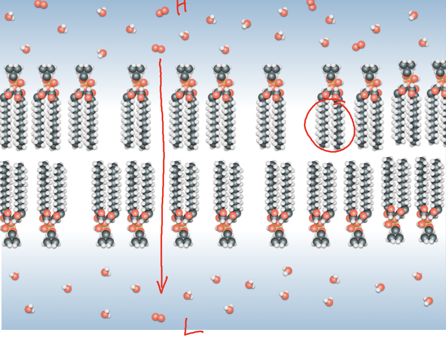 <p>The passive net</p><p class="p1">movement of a</p><p class="p1">substance from a</p><p class="p1">region with a high</p><p class="p1">concentration to a</p><p class="p1">region with a low</p><p class="p1">concentration.</p>