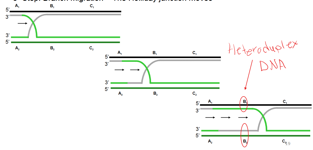 <p><strong>Branch migration:</strong> The Holliday junction moves along the DNA, extending the region of exchanged strands. </p><ul><li><p>This process generates a <strong>heteroduplex DNA</strong> region (also known as a heteroduplex region), which is a duplex formed by combining complementary strands from non-sister chromatids. A mismatch within this region is called a<strong> heteroduplex mismatch</strong>.</p></li></ul><p></p>