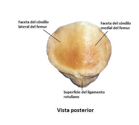 <p>Es una superficie lisa y cubierta por una gruesa capa de cartílago articular y esta dividida por una cresta vertical en una superficie medial más estrecha y lateral más ancha</p>