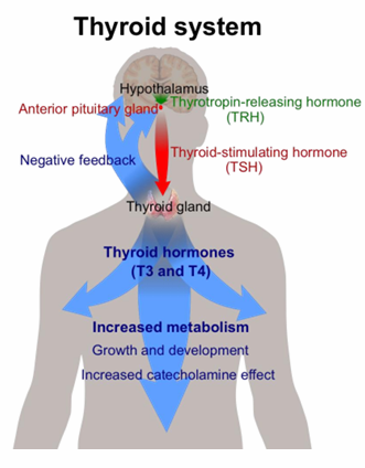 <p>What is thyroxine/T<sub>4 </sub>(+ what it controls)?</p>