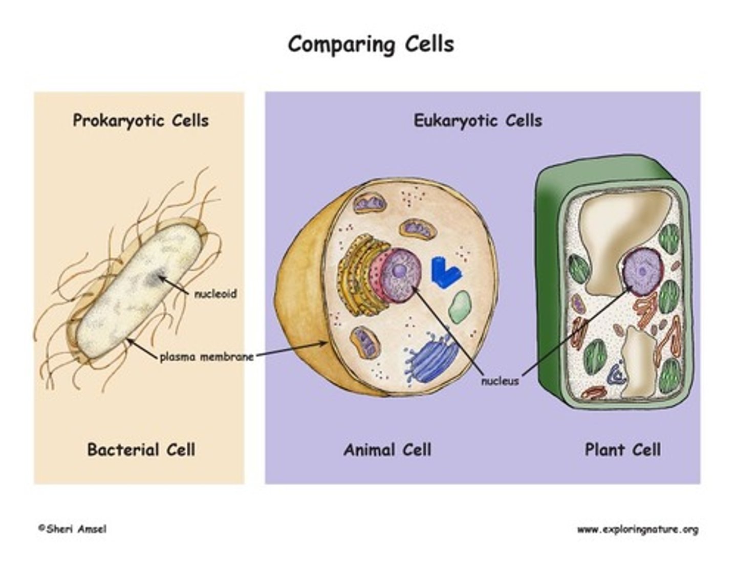 <p>(B) Nucleoid Region</p><p>The Nucleoid Region is where the DNA is concentrated in Prokaryotes.</p>