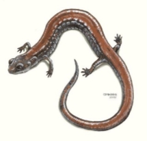 <p><strong>Plethodon cinereus</strong></p>