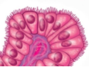 <p>what tissue is this </p>