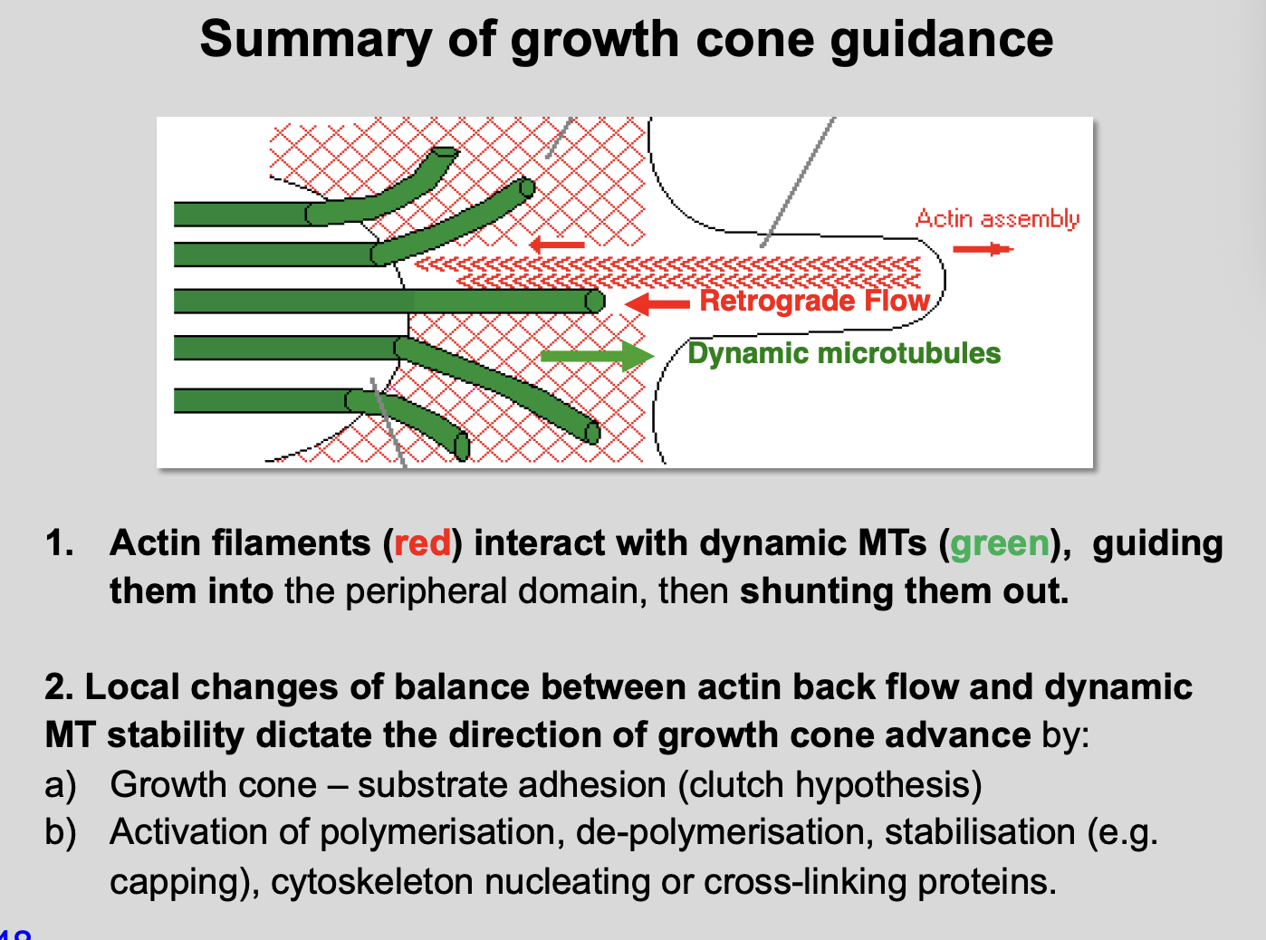 <p>Summary of growth cone guidance</p>