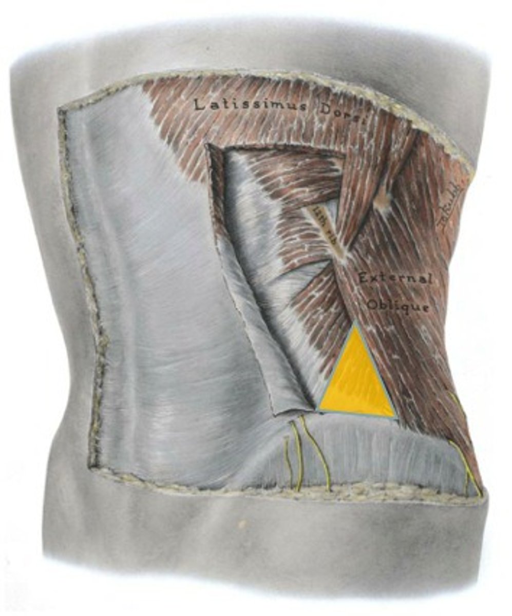 <p>latissimus dorsi, external oblique, iliac crest</p>
