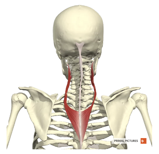 <p>Welke spier? Proximale en distel aanhechting? Innervatie? Functie?</p>
