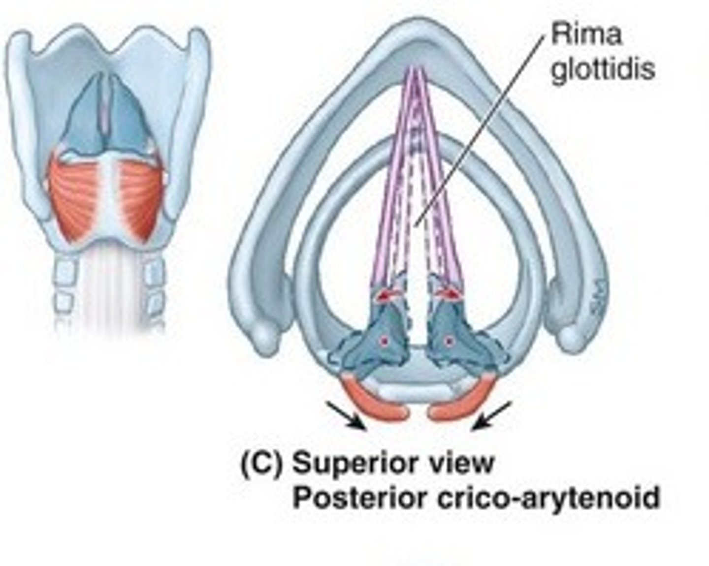 <p>posterior cricoarytenoid (PCA, Pull Cords Away)</p>