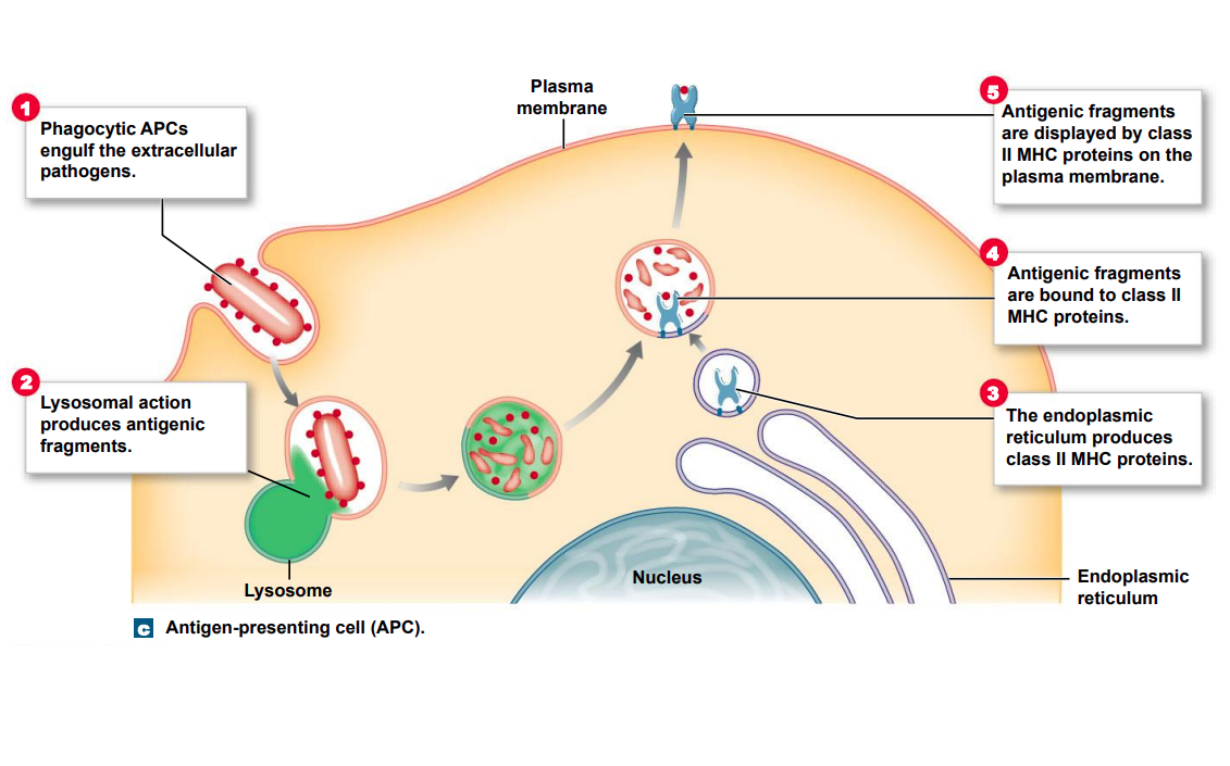* Responsible for activating T cells against foreign cells and proteins 
* Note – Class II MHC proteins only appear on the plasma membrane when cell has processed the antigens