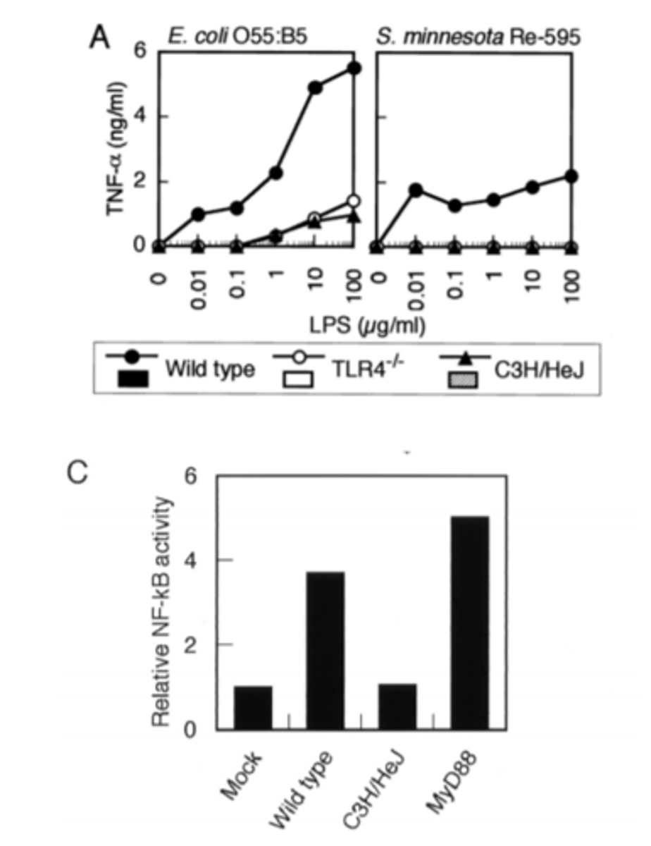 <p>has a point mutation in TLR4 gene so do not respond to LPS</p>