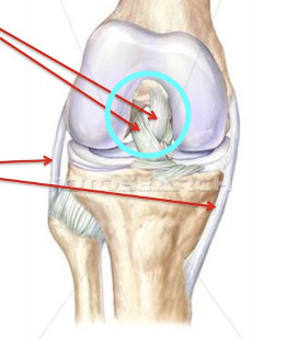 <p>Thick bands of fibrous connective tissue that help thicken and reinforce the joint capsule</p>