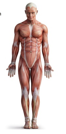<p>front of the body</p>