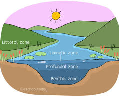 <p>the open water zone of a freshwater body, such as a lake, that is too deep for rooted plant growth</p>