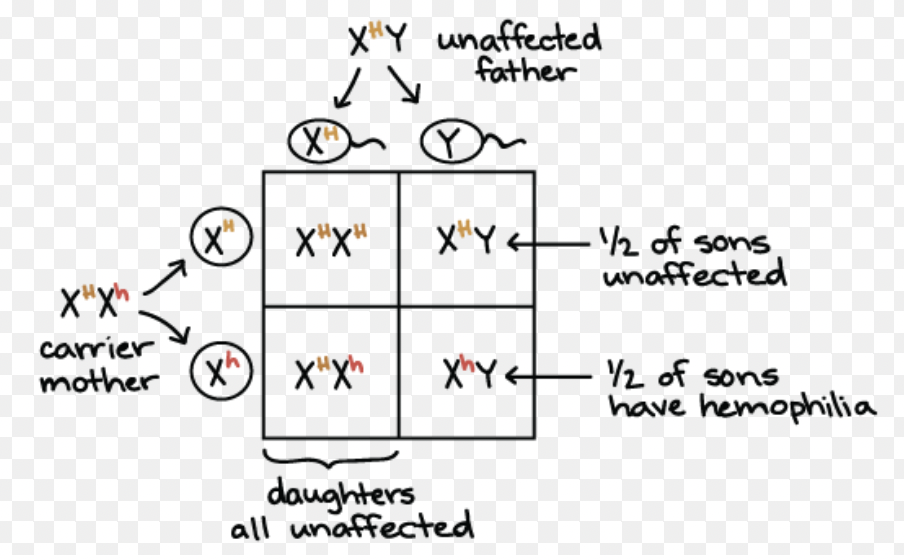 <p>A trait located on a sex chromosome; usually affects males more (e.g. colour blindness).</p>