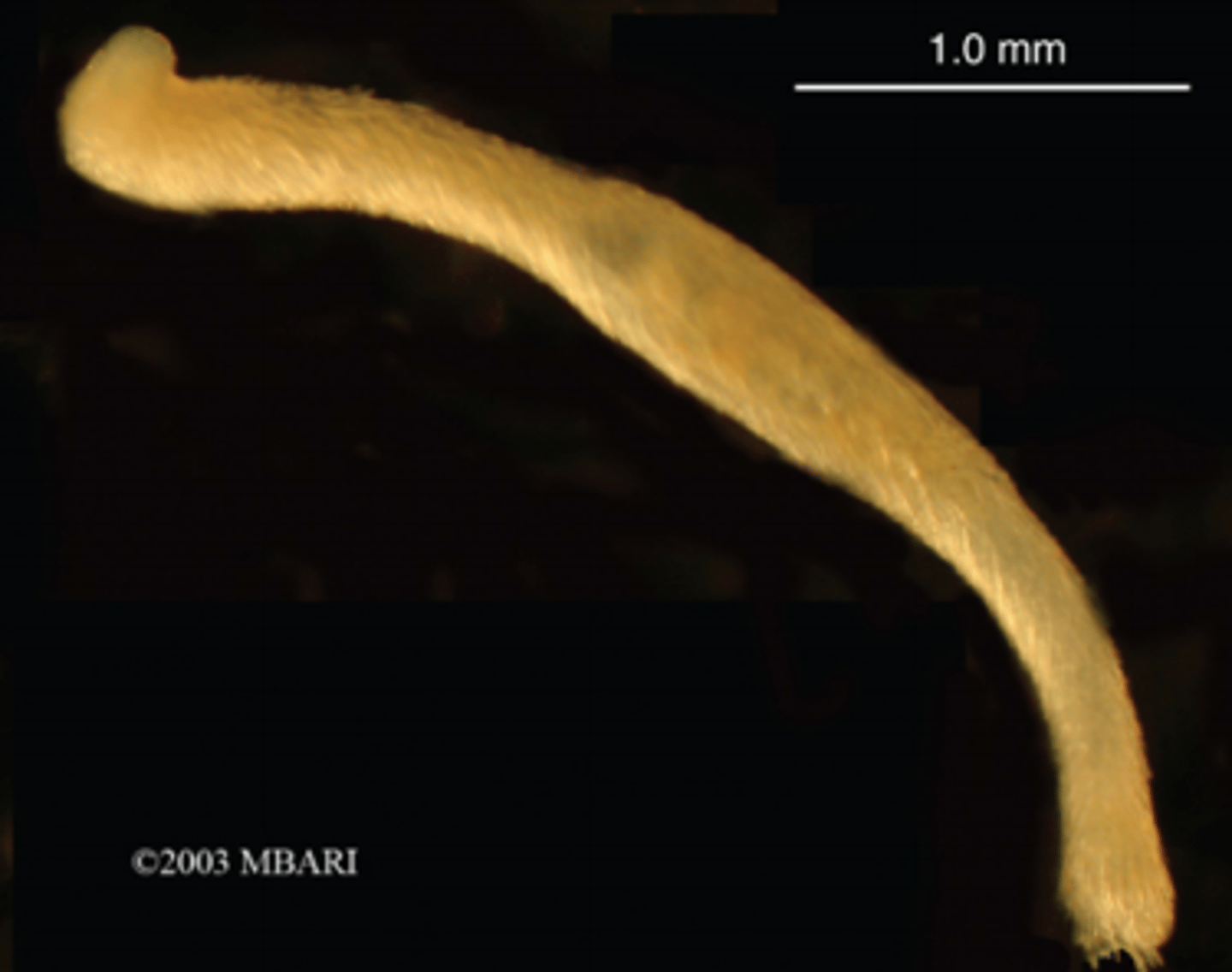 <p>marine worm-like, shell-less; reduced head, radula and other molluscan anatomy; calcareous spicules give it a shiny look</p>