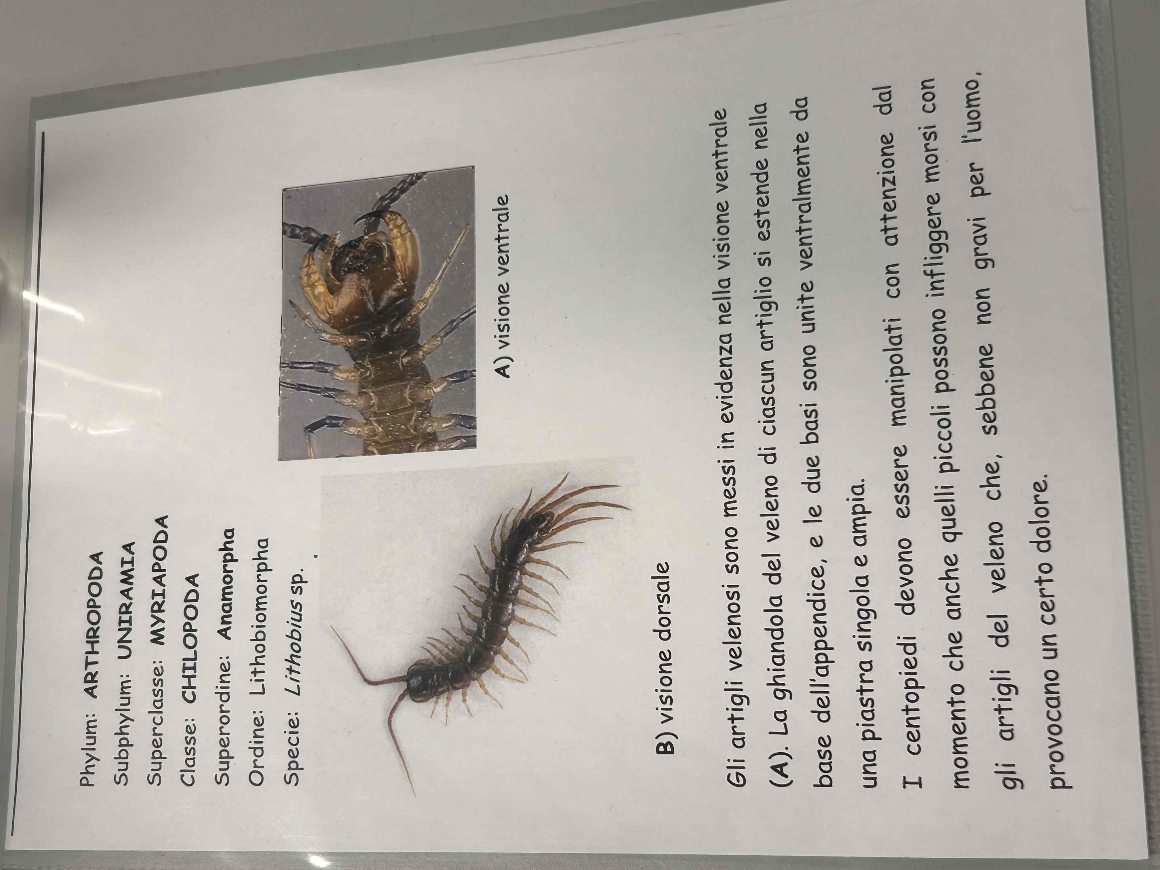 <p>Artropodi</p><p>Miriapodi</p><p>Chilopodi</p><p>Lithobius sp</p>