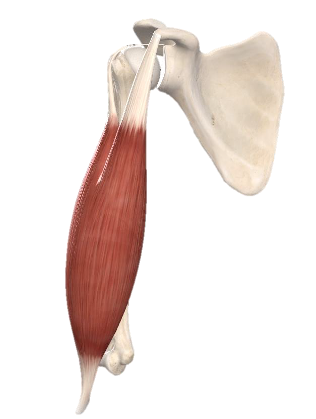 <p>muscle???</p>