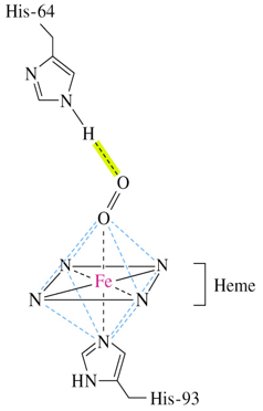 <p>oxygen bearing myoglobin</p><ul><li><p>6 ligands are coordinated to ferrous ions in octahedral symmetry</p></li><li><p>oxygen is coordinated between iron and imidazole side-chain of His-64</p></li></ul><p></p>
