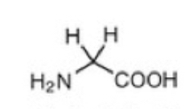 <p>Glycine (G)</p>