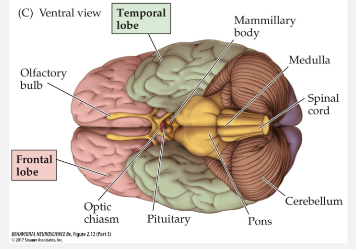 <p>cranial nerve nuclei and marks transition from brain to spinal chord </p>