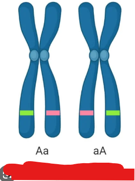 <p>Genotype where the alleles given by the mother and father are different.</p>