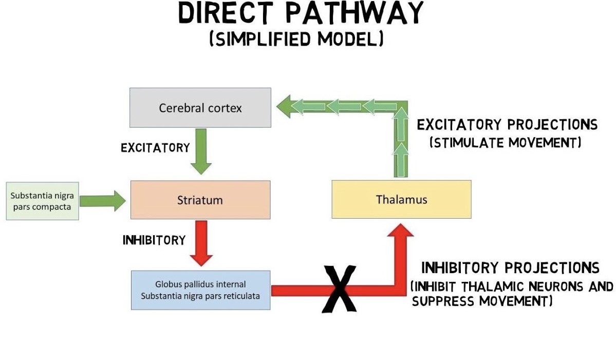 connections within the basal nuclei from the striatum to the globus pallidus internal segment and substantia nigra pars reticulata that disinhibit the thalamus to increase cortical control of movement