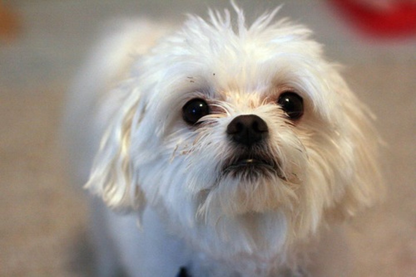 <p>Dog</p>