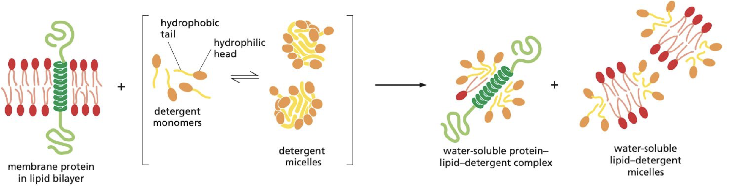 <p>hydrophobic ends of detergents attach to the hydrophobic parts of membrane proteins, pushing out lipid molecules and forming a collar of detergent molecules. Since the other end of the detergent is polar, this interaction helps dissolve the membrane proteins in solution, forming detergent-protein complexes.</p>