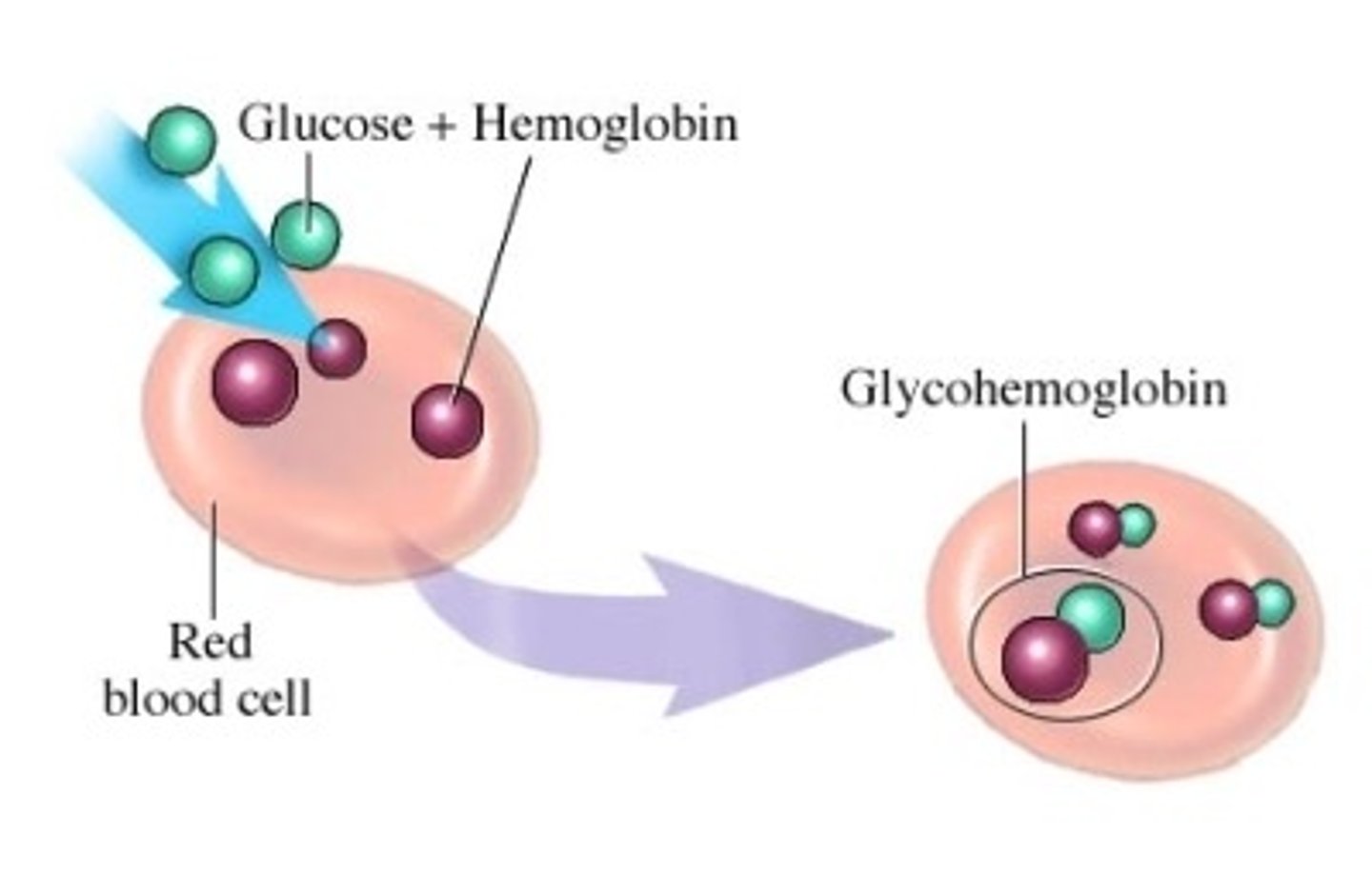 <p>- glycohemoglobin (A1c hemoglobin) => serum test of glucose bound Hb</p><p>- assessment of long term glucose control (eg. over 3 months)</p><p>- a tool to monitor DM patients & dx patients at risk for DM</p>