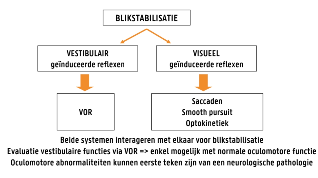 <p>Beide systemen interageren met elkaar voor blikstabilisatie <br>Evaluatie vestibulaire functies via VOR => enkel mogelijk met normale oculomotore functie<br>Oculomotore abnormaliteiten kunnen eerste teken zijn van een neurologische pathologie</p>