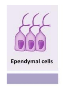 ependymal cells