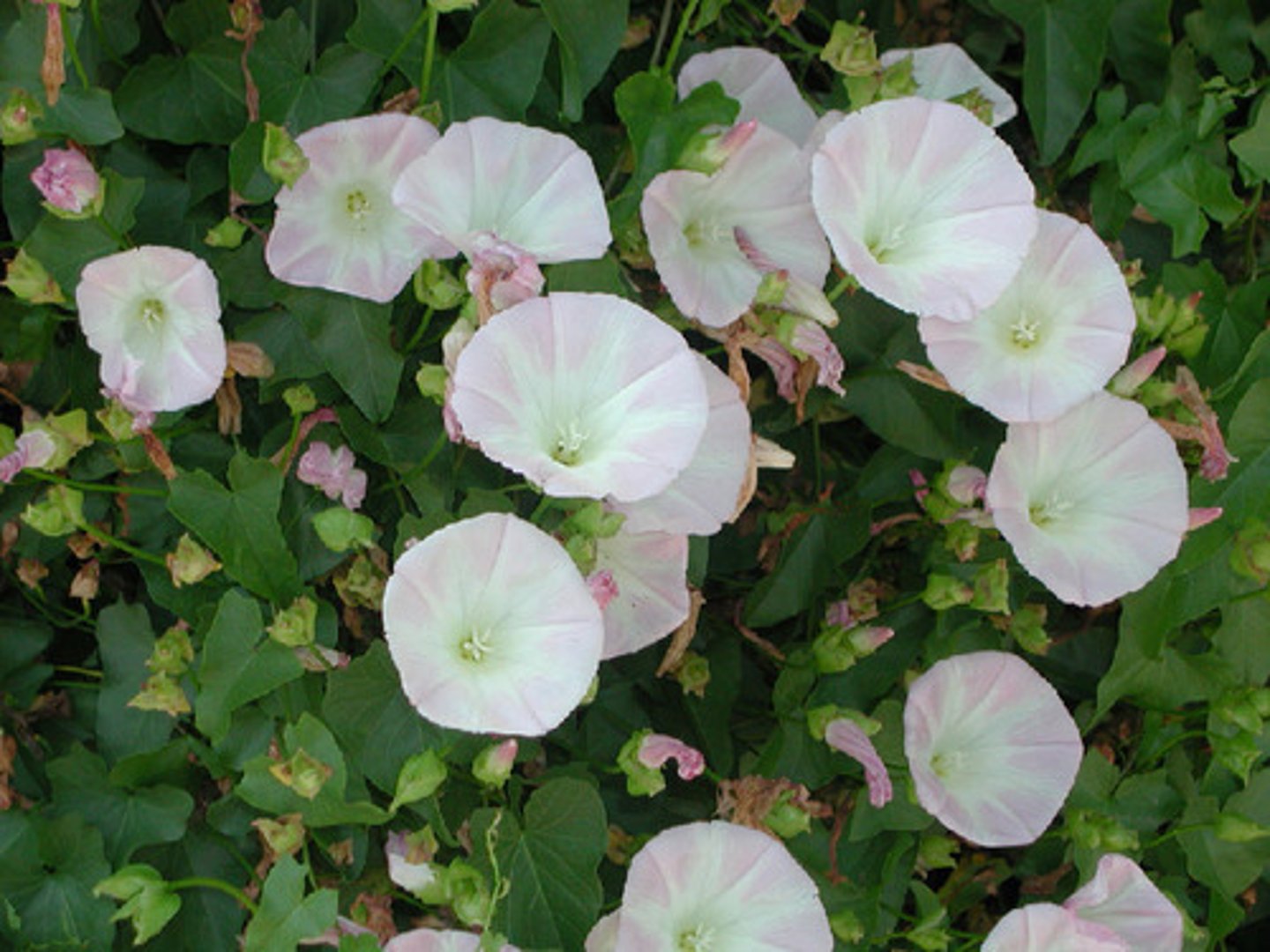 <p>Calystegia macrostegia (coastal scrub)</p><p>Leaves: Heart-shaped.</p><p>Flowers: Funnel-shaped, white to pink.</p><p>Ecology: Vine with climbing habit.</p>