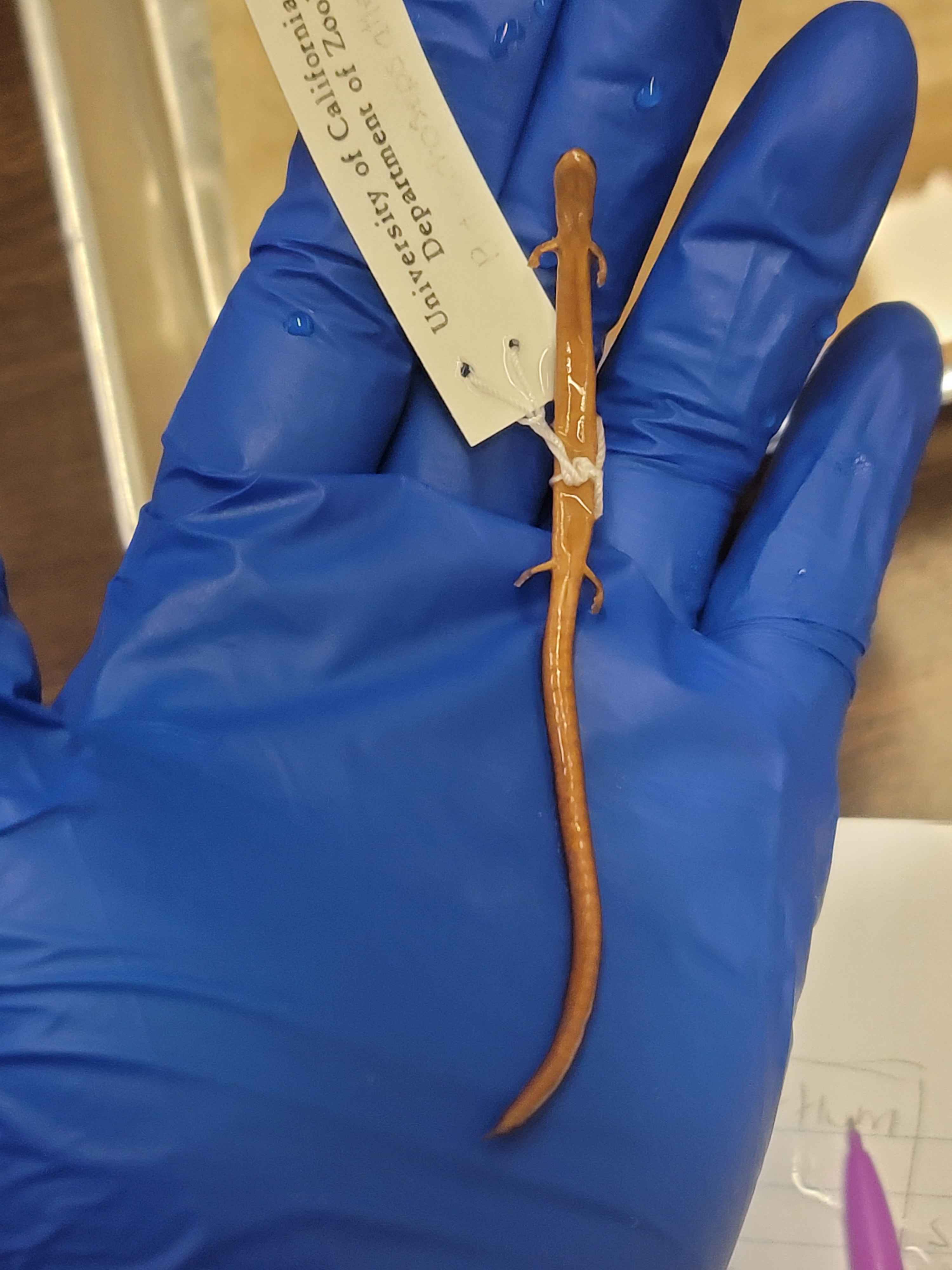 <p><span>Batrachoseps attenuatus</span></p>