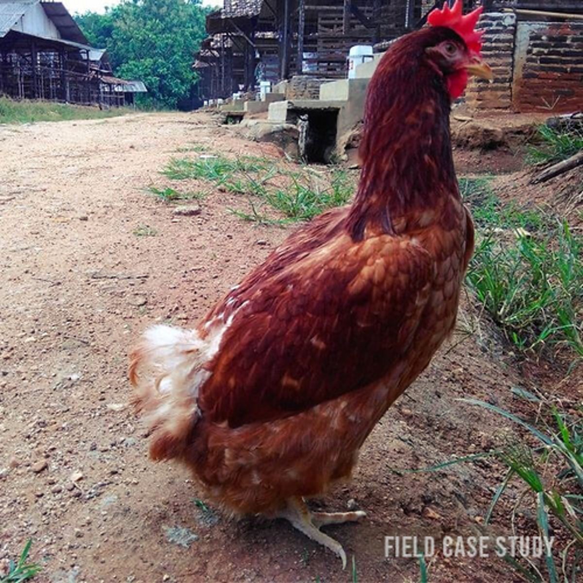 <p>Non-infectious diseases of the ovary (only left ovary and oviduct is functional in birds!!!)</p><p>1. Cysts (fluid filled incidental finding due to endocrine imbalance or chronic inflammation)</p><p>2. Degeneration (toxins, vit A def, fowl typhoid -> misshapen dark follicles)</p><p>3. Hypoplasia (congenital small underdeveloped -> low egg production)</p><p>4. Neoplasia (adenocarcinoma, lymphosarcoma (mareks)</p><p>Infectious diseases of the ovary</p><p>1. Salmonellosis (-> misshapen follicles with caseous content)</p><p>2. Fowl cholera (inflammation of ovary)</p><p>3. Infectious bronchitis (70% less egg prod., thin, soft shells, water albumen. </p><p>Diseases of the oviduct</p><p>1. Salpingitis (multifactorial -asending infection from cloaca, trauma, spread from airsacs, e.g: E.coli, Mycoplasma gallisepticum, Salmonella, Pasteurella multocida. CS: soft/misshapen/shell less eggs, cloacal discharge, penguin posture! see picture)</p><p>2. Egg peritonitis (backflow of egg material + E.coli infection -> distended abdomen, penguin posture, low egg prod)</p><p>3. Egg binding (caused by large/deformed eggs, Ca deficiency or oviduct dysfunction. Distended abdomen, swollen vent. Oviduct rupture -> peritonitis. T; lubricate, massage, surgery)</p><p>4. Egg drop syndrome (adenovirus -> sudden drop, and soft or shell-less eggs)</p><p>5, Prolapse (egg retention, salpingiits or inflam of cloaca. T; clean, disinfect, reposition)</p><p>6. prostogonimus ovatus (fluke in oviduct -> low egg prod and soft shelled eggs, may rupture oviduct -> peritonitis. T; limited, control IH. </p>