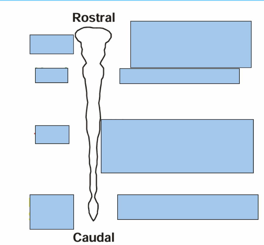 <p>Fate of the Neural Crest Along the Rostro-caudal axis</p>
