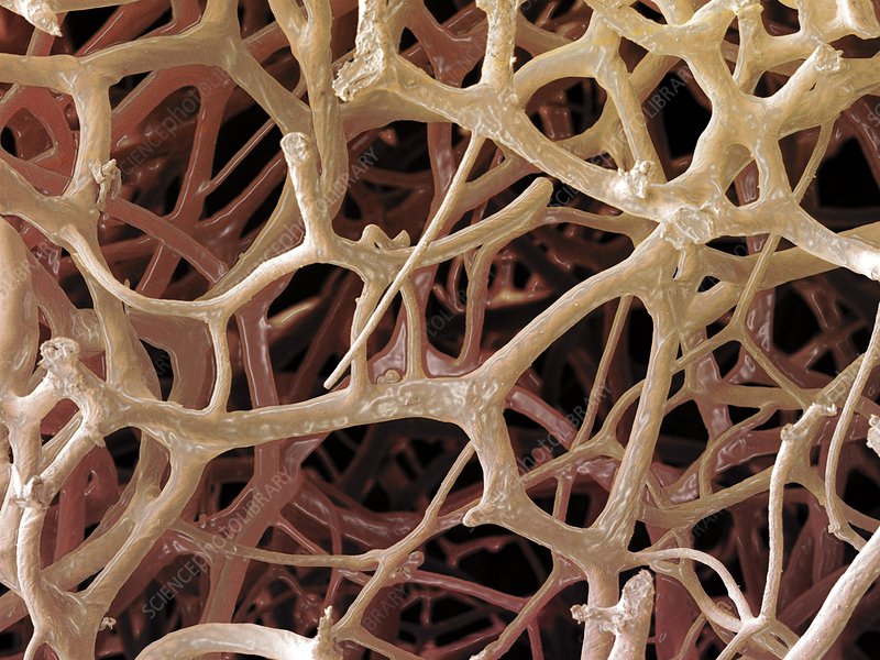 <p>What is the phylum that this is from?</p>