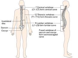 <ul><li><p>AKA the SPINE </p></li><li><p>vertebrae are named based on location in the column </p></li><li><p>c1-c7 (CERVICAL vertebrae in NECK)</p></li><li><p>T1-T12 (THORACIC vertebrae in upper back)</p></li><li><p>L1-L5 (LUMBAR vertebrae in lower back) </p></li><li><p>2 bones below lumber region;<strong> sacrum</strong> and <strong>coccyx</strong></p></li><li><p><strong>—> Acronym: “Can’t Trust Lies” </strong></p></li></ul><p></p>