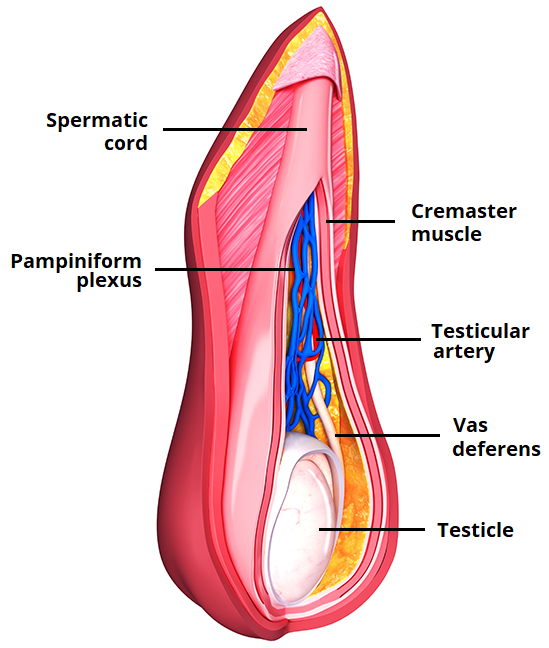 los testiculos drenan a traves de las ____________ que forman el plexo pampiniforme