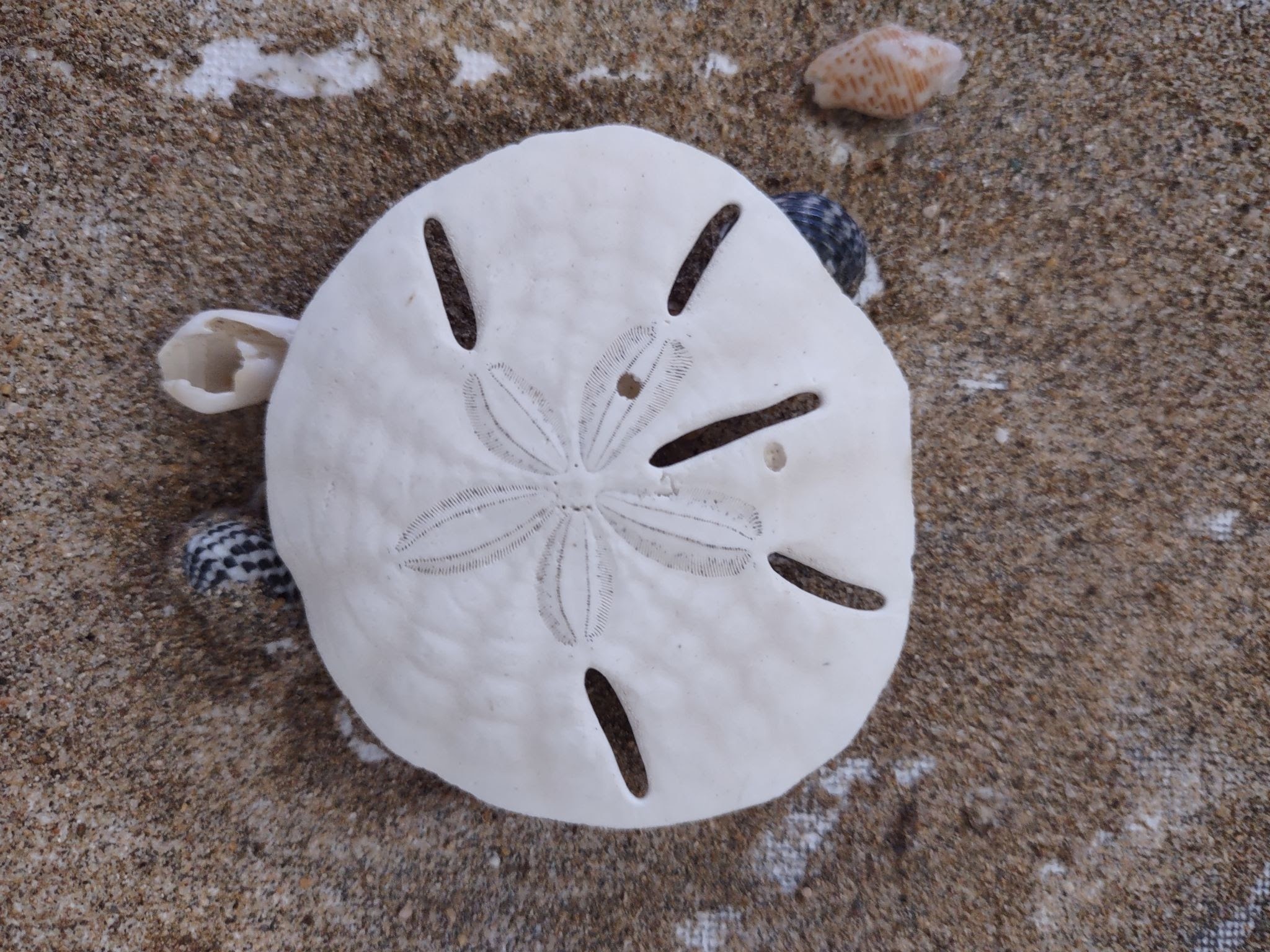 T/F: THIS SAND DOLLAR, *IN PHYLUM ECHINODERMATA*, IS DEAD.