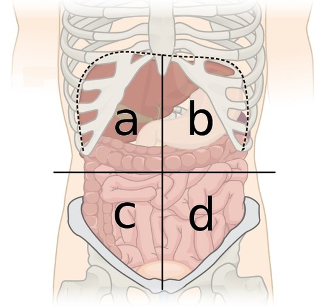<p>Right Lower Quadrant</p>