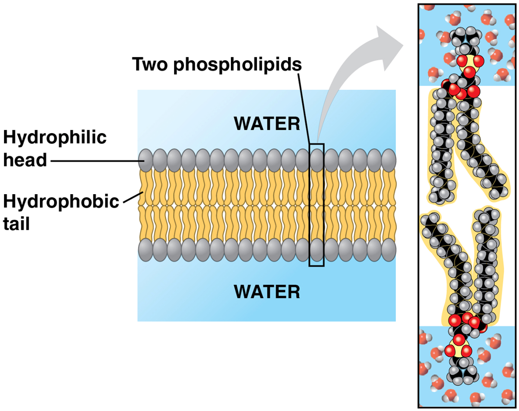 <ul><li><p>Phospholipids are ampipathic molecules, containing hydrophobic tails and hydrophilic heads&nbsp;</p></li><li><p>refers to its ability to differentiate between different types of molecules, only allowing some molecules through while blocking others</p></li></ul><p></p>